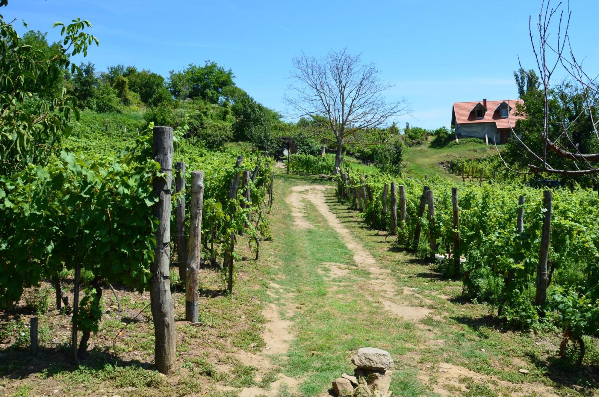 Grand Cru 3. Vendeghaz Villa Hegymagas Exterior photo